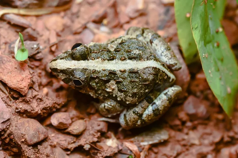 Mùa sinh sản nhái bén bụng trắng thường diễn ra mùa mưa