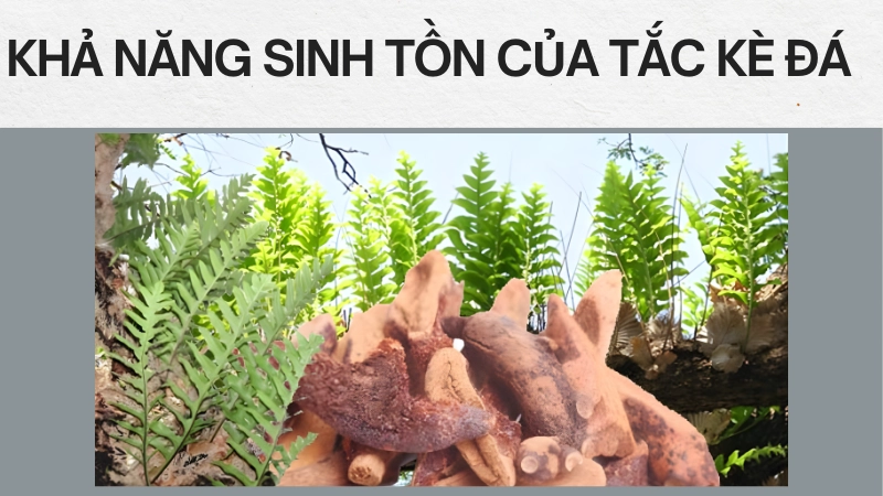 Đặc điểm giúp tắc kè đá sinh tồn tốt