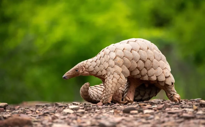 Tê tê có nguy cơ tuyệt chủng không do nạn săn bắt