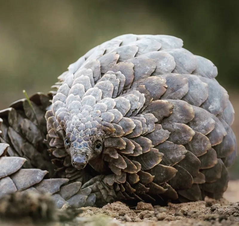 Tê tê và bảo tồn động vật cần sự chung tay của mọi người