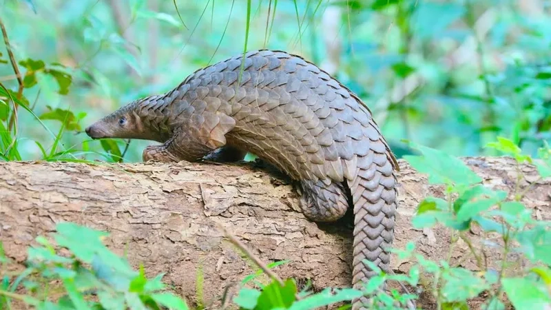 Tê tê bị săn bắt để lấy vảy và thịt nên nguy cơ cao