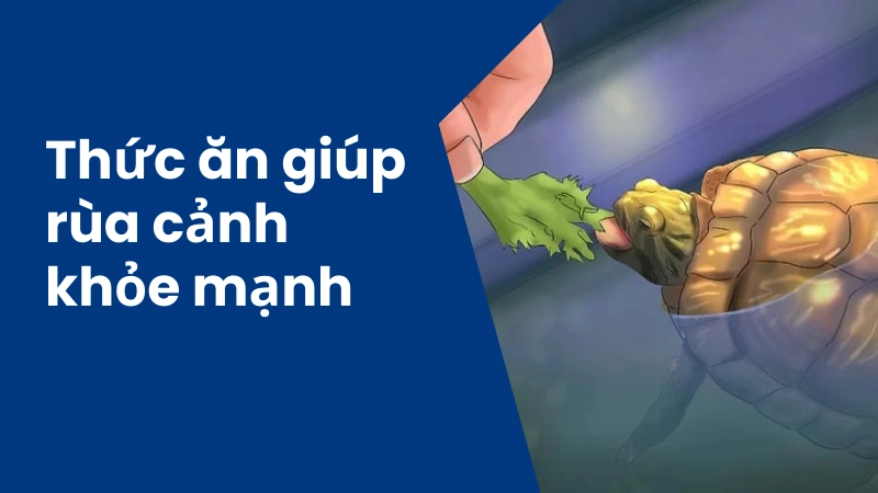 Thức ăn tốt cho rùa cảnh phát triển