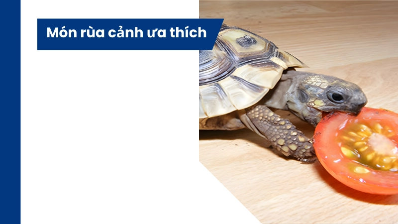 Các loại thực phẩm rùa cảnh thích nhất