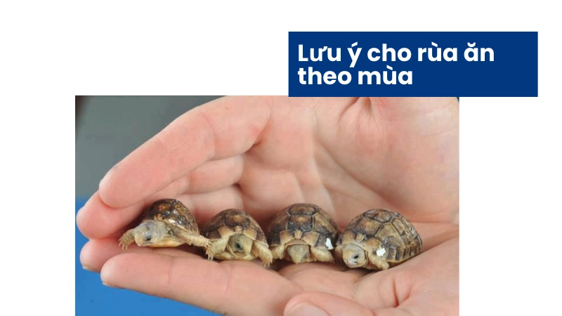Lưu ý khi cho rùa cảnh ăn theo mùa