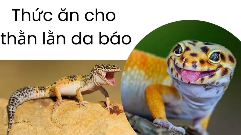 Thực đơn vàng giúp thằn lằn da báo mau lớn