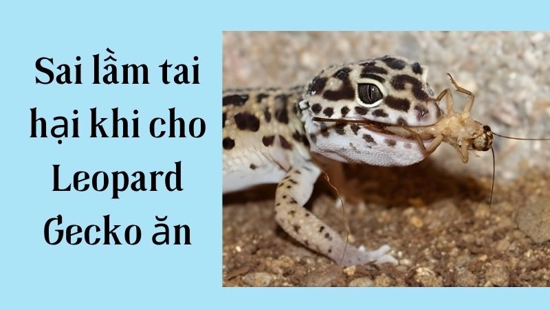Sai lầm tai hại khi cho Leopard Gecko ăn