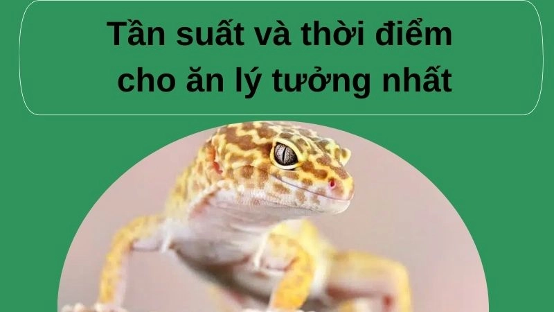 Tần suất và thời điểm cho ăn lý tưởng nhất