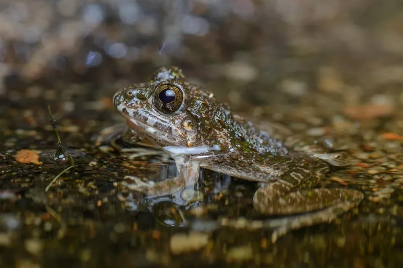 Chiêm ngưỡng màu sắc nhái bén bụng trắng tự nhiên