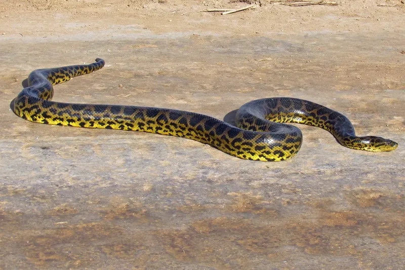 Xem trăn anaconda lớn nhất thế giới khổng lồ