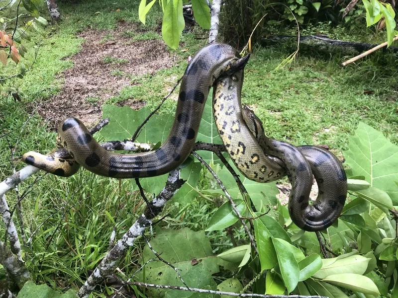 Trăn anaconda săn mồi dưới nước cực kỳ uyển chuyển