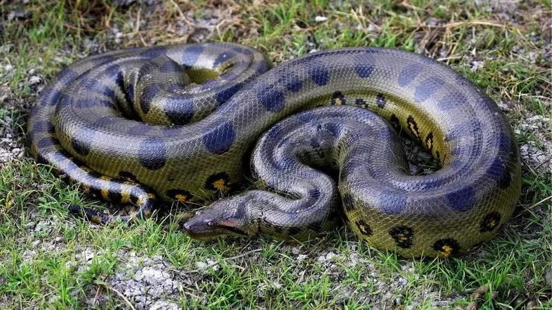 Khám phá trăn anaconda ăn gì để tồn tại hoang dã
