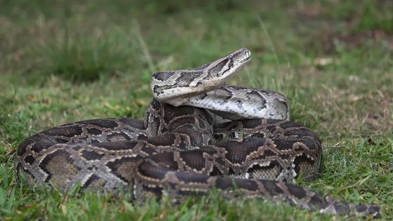 Hình ảnh trăn đất hoang dã giữa môi trường sống