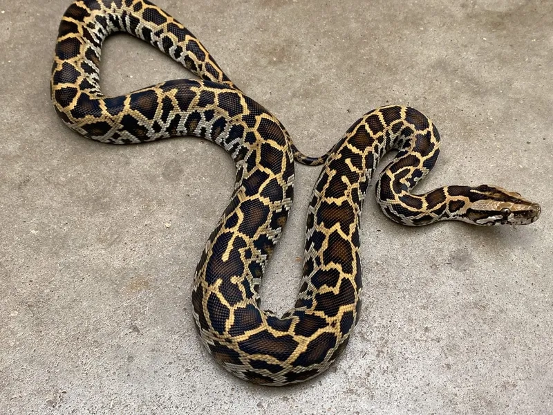 Trăn đất và con người hòa hợp trong môi trường tự nhiên