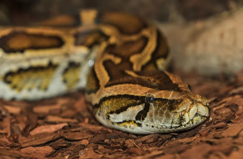 Trăn đất trong đời sống Việt Nam gắn liền với văn hóa