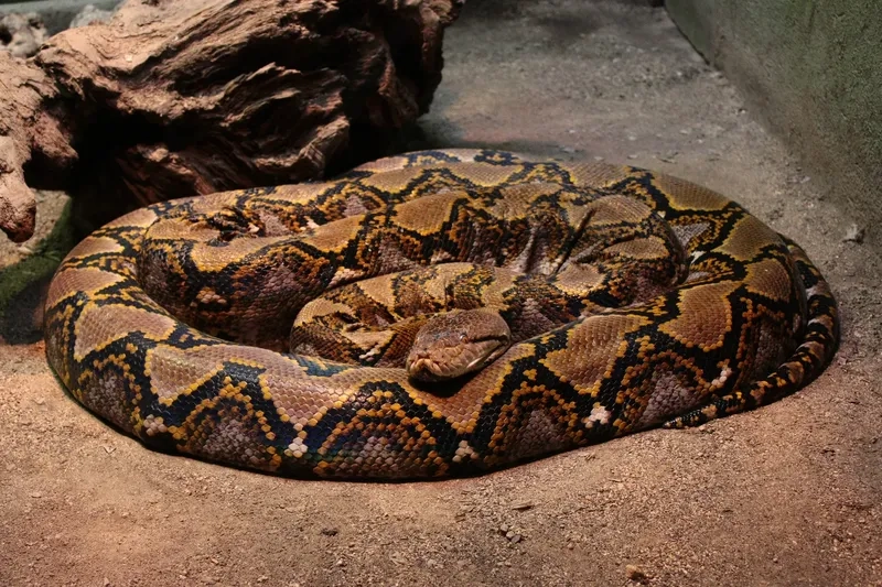 Hình ảnh trăn gấm Việt Nam hoang dã cực hiếm