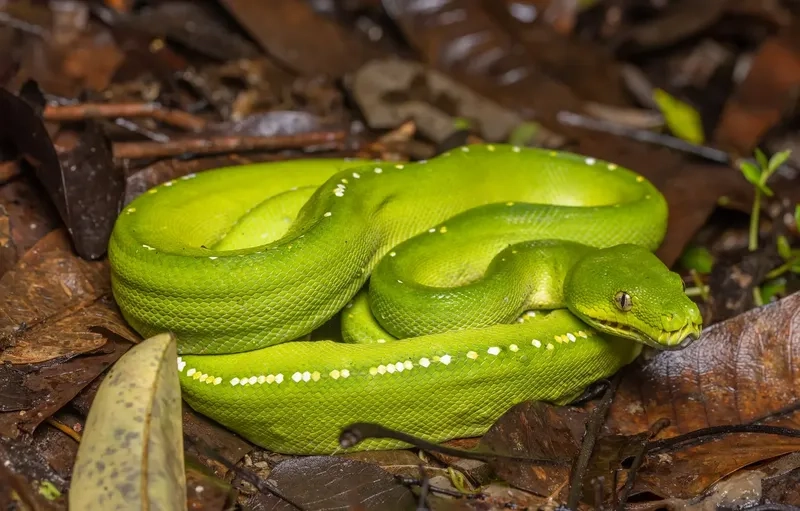 Trăn xanh hoạt động ban đêm để săn mồi hiệu quả