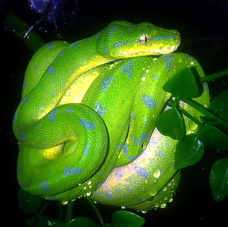 Trăn xanh săn mồi như thế nào giữa rừng nhiệt đới