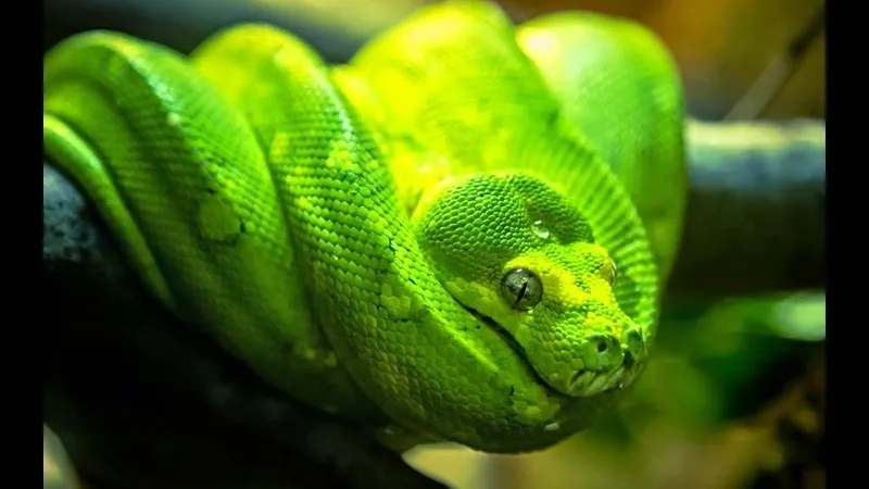 Trăn xanh tập tính sinh học giúp thích nghi môi trường