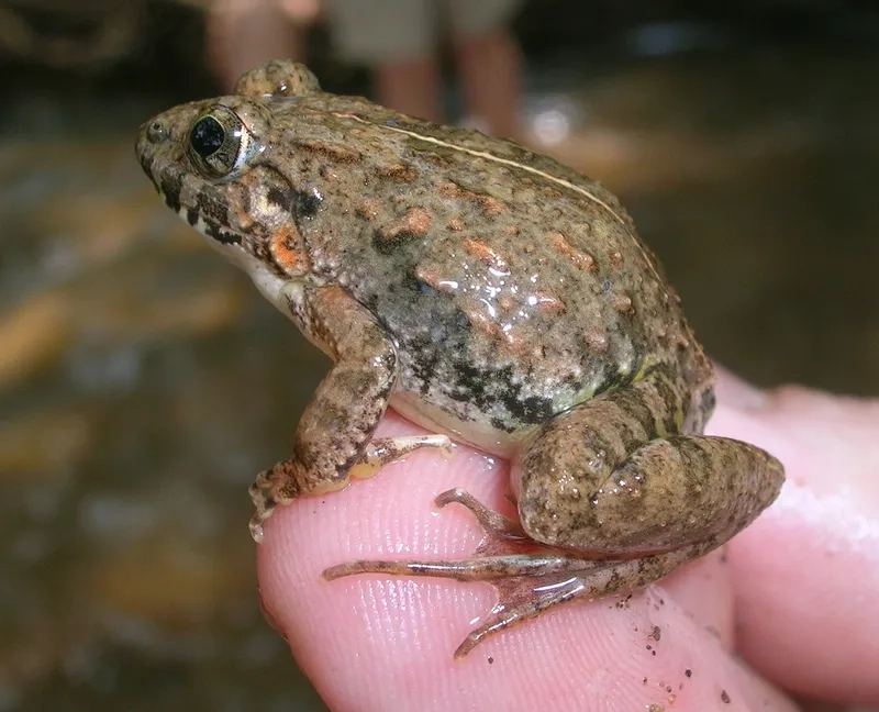 Xem hình ảnh nhái bén bụng trắng sinh động và chân thực