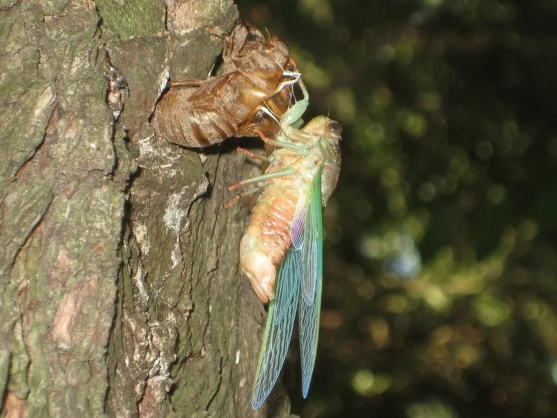 Hình ảnh ve sầu ngoài đời thực chân thực tuyệt đẹp