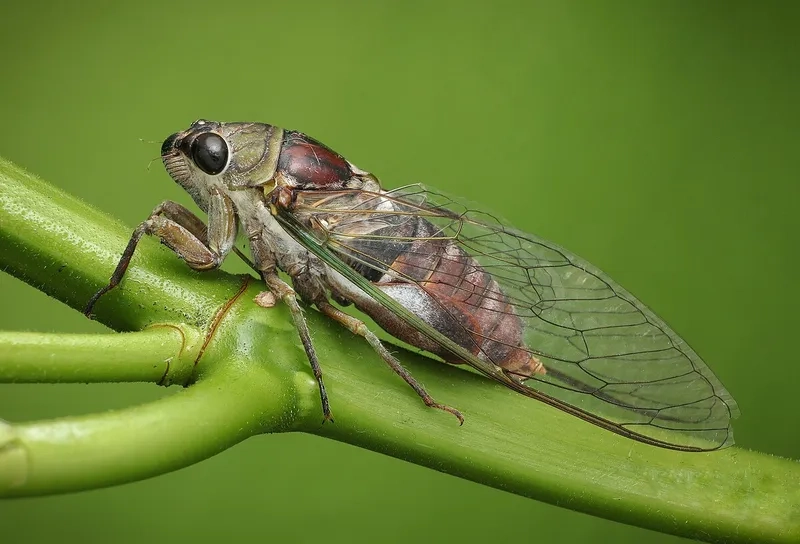 Ve sầu ở Việt Nam xuất hiện khắp các vùng miền