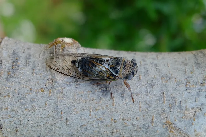 Khám phá ve sầu có mấy loại và đặc điểm riêng biệt