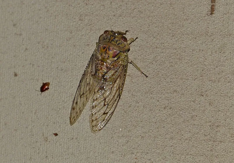 Hình ảnh ve sầu sinh sản thế nào khiến ai cũng thích thú