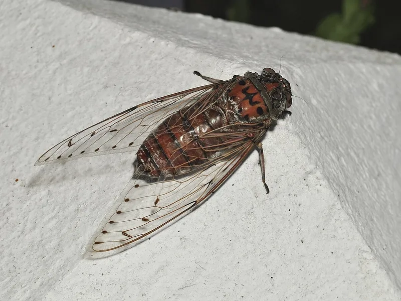 Nghe ve sầu kêu khi nào để cảm nhận mùa hè trọn vẹn