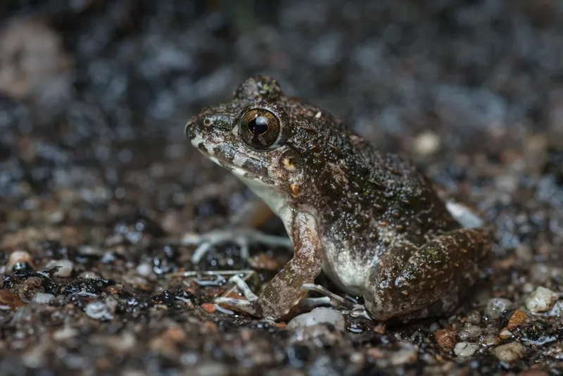 Tìm hiểu đặc điểm loài Nhái bén bụng trắng trong tự nhiên