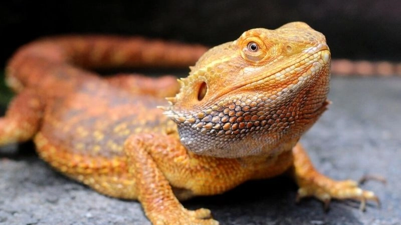 Rồng Úc (Bearded Dragon) – Người bạn hiền lành