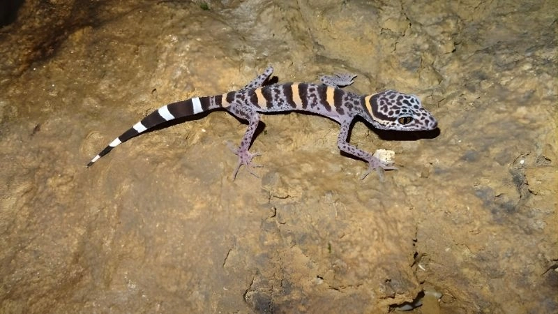 Thạch sùng mí (Leopard Gecko) – Vẻ đẹp rực rỡ