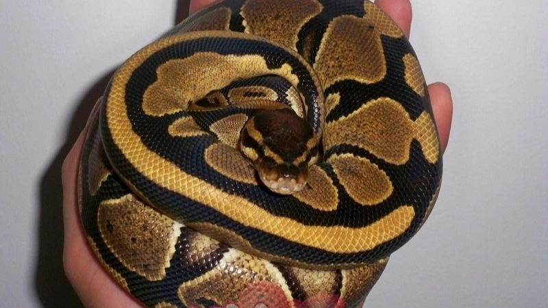 Trăn bóng (Ball Python) – Sự lựa chọn tinh tế