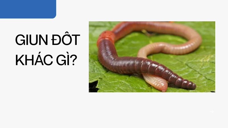 Giun đốt khác gì với các loài giun khác?