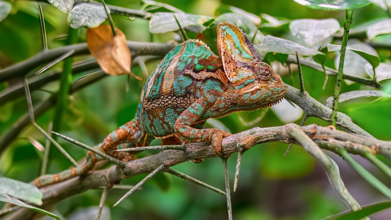 Sự tiến hóa vượt bậc so với các loài lưỡng cư