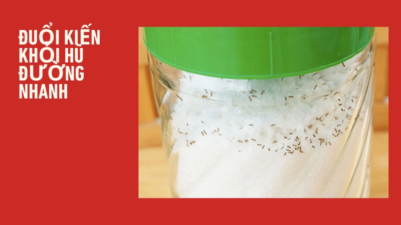 Kinh nghiệm ngăn chặn côn trùng xâm nhập bếp