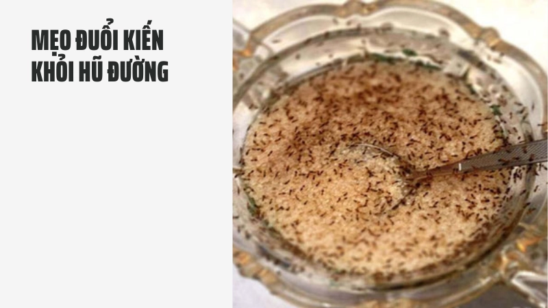 Mẹo đuổi kiến trong hũ đường hiệu quả nhất