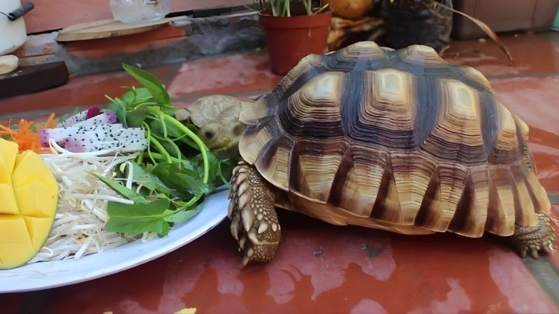 Tần suất và liều lượng ăn chuẩn cho từng lứa tuổi