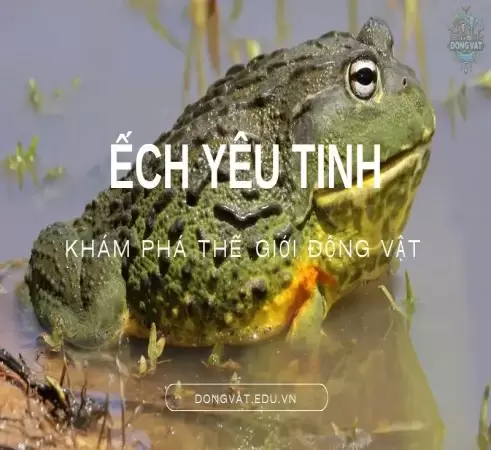 Ếch yêu tinh: Đặc điểm, tập tính và vai trò trong hệ sinh thái