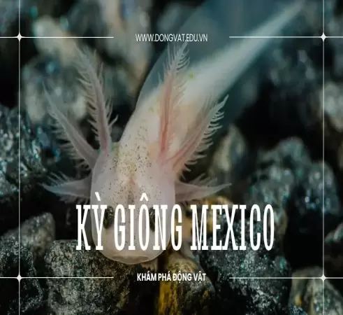 Khám phá ngay thế giới kỳ thú của loài kỳ giông Mexico