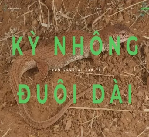 Kỳ nhông đuôi dài - Đặc điểm và vai trò trong hệ sinh thái