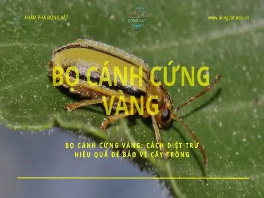 Bọ cánh cứng vàng: Cách diệt trừ hiệu quả để bảo vệ cây trồng