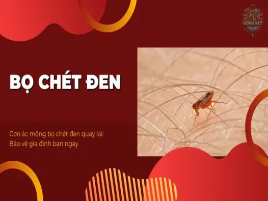 Cơn ác mộng bọ chét đen quay lại: Bảo vệ gia đình bạn ngay