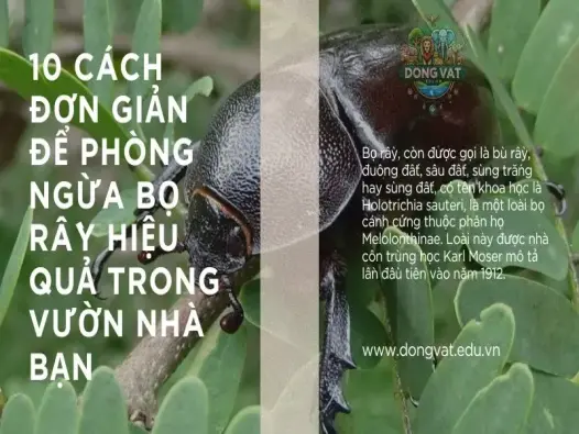 10 Cách đơn giản để phòng ngừa bọ rầy hiệu quả trong vườn nhà bạn