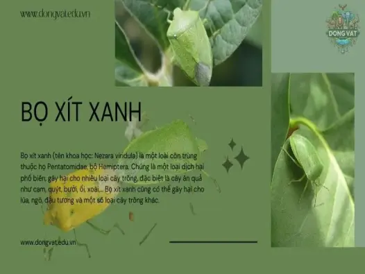 Top 10 biện pháp hiệu quả đánh bại bọ xít xanh trên mọi cây trồng