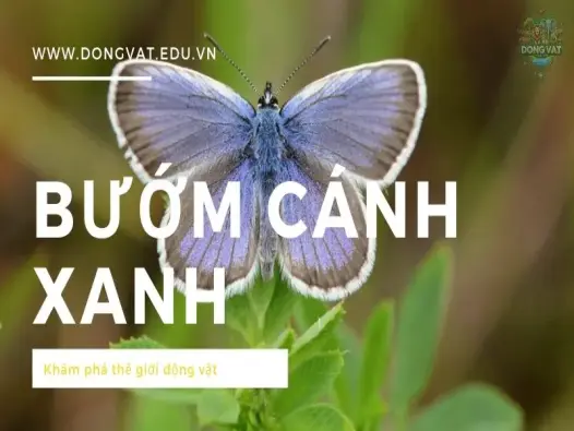 Những sự thật bạn chưa biết về bướm cánh xanh: Hãy khám phá ngay