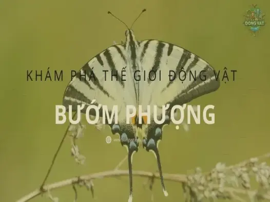 Bướm phượng - Khám phá bí ẩn về loài bướm huyền bí nhất