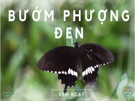 Bướm phượng đen - Sứ giả bí ẩn mang đến may mắn và thành công