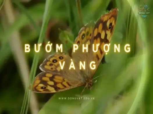 Bí ẩn vòng đời bướm phượng vàng - Nữ hoàng trong làng bướm