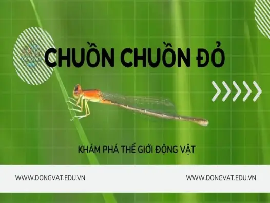 Top 5 sự thật thú vị về chuồn chuồn đỏ có thể bạn chưa biết