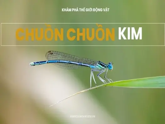 Chuồn chuồn kim - Liệu bạn đã biết hết về loài côn trùng này?